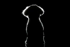 Silhouette of a cute Bolognese dog photo