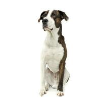 An adorable mixed breed dog sitting on white background photo