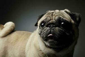 Portrait of an adorable Pug standing and looking curiously - isolated on grey background photo