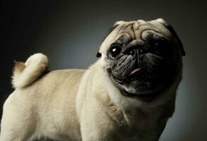 Studio shot of an adorable Pug standing and looking curiously at the camera - isolated on grey background photo