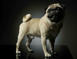 Studio shot of an adorable Pug standing and looking curiously at the camera - isolated on grey background photo