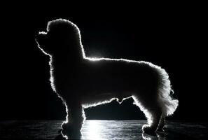 silueta de un linda boloñesa perro foto