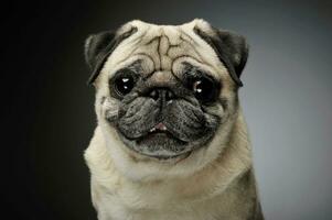 Portrait of an adorable Pug looking curiously at the camera - isolated on grey background. photo