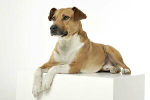 An adorable mixed breed dog lying on white background photo