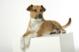 An adorable mixed breed dog lying on white background photo