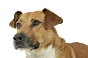 Portrait of an adorable mixed breed dog looking curiously photo