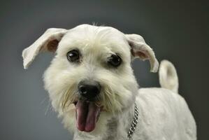 Portrait of an adorable mixed breed dog photo