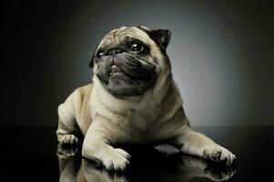 Studio shot of an adorable Pug lying and looking curiously at the camera - isolated on grey background photo