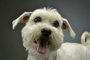 Portrait of an adorable mixed breed dog photo