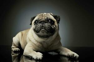 Studio shot of an adorable Pug lying and looking curiously at the camera - isolated on grey background photo