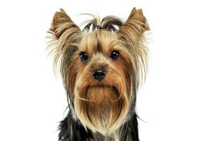 very nice long hair yorkshire terrier in studio photo