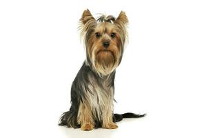 Studio shot of an adorable Yorkshire Terrier photo