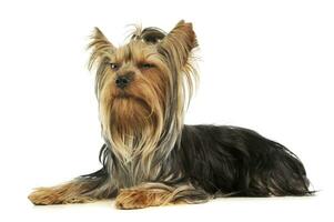 Studio shot of an adorable Yorkshire Terrier photo
