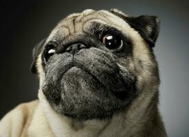 Portrait of an adorable Pug looking curiously at the camera - isolated on grey background. photo