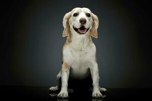 Studio shot of an adorable beagle photo