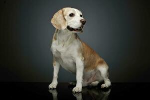 Studio shot of an adorable beagle photo