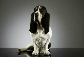 Studio shot of an adorable Basset hound photo