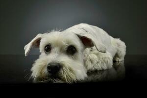 estudio Disparo de un adorable mezclado raza perro foto