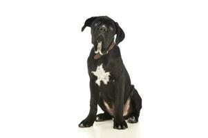 Studio shot of an adorable cane Corso puppy photo