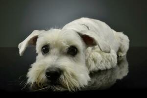 Studio shot of an adorable mixed breed dog photo