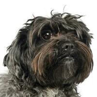 long hair small dog portrait in a white studio photo