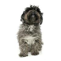 An adorable mixed breed dog sitting on white background photo