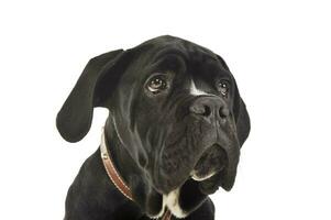 Portrait of an adorable cane Corso puppy photo