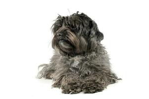 An adorable mixed breed dog lying on white background photo