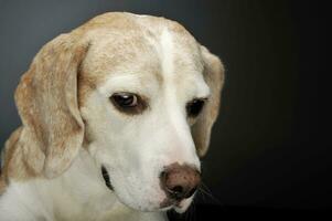 Portrait of an adorable beagle photo