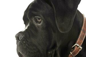 Portrait of an adorable cane Corso puppy photo