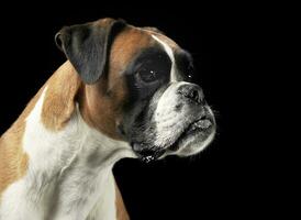 nice young boxer in the photo studio