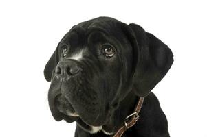 Puppy black cane corso portrait in studio photo