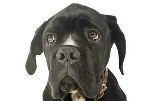 Portrait of an adorable cane Corso puppy photo