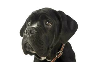 Portrait of an adorable cane Corso puppy photo