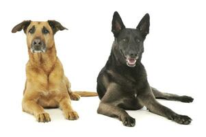 Studio shot of a a german shepherd and a mixed breed dog photo