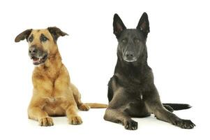 Studio shot of a a german shepherd and a mixed breed dog photo