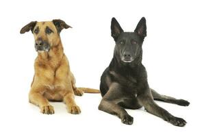 Studio shot of a a german shepherd and a mixed breed dog photo