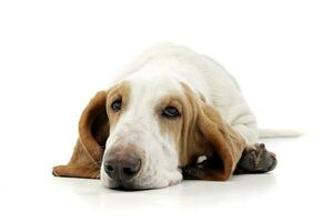 Studio shot of an adorable Basset hound photo