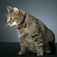 grasa Doméstico gato en un foto estudio
