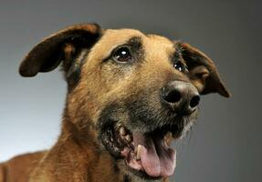 Mixed breed dog in a photo studio