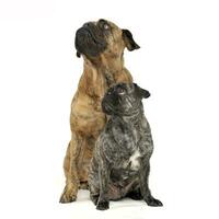 Studio shot of two adorable mixed breed dog looking up curiously photo