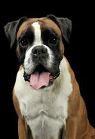 nice young boxer in the photo studio