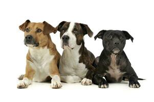 Studio shot of three adorable mixed breed dog looking curiously photo