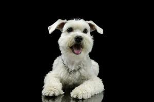 Studio shot of an adorable mixed breed dog photo