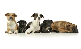 Studio shot of five adorable mixed breed dog looking curiously at the camera photo