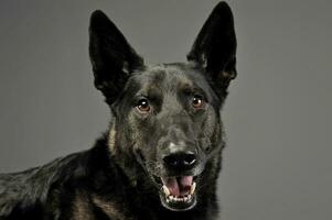 Mixed breed dog in a photo studio