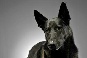 Mixed breed dog in a photo studio