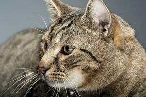 fat domestic cat in a photo studio