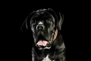 retrato de un adorable caña corso perrito foto