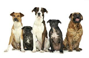 group of funny dogs waching in studio photo